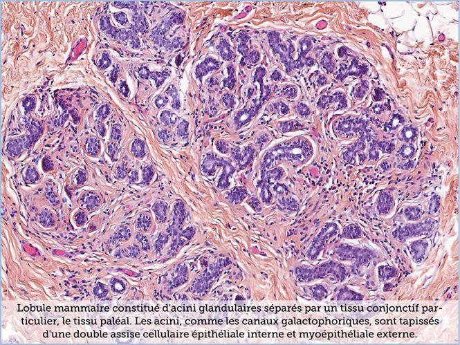 FICHE 2 TUMEUR WARTHIN ECRAN A